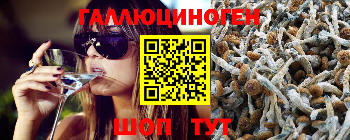 Псилоцибиновые грибы Psilocybine cubensis Богородск