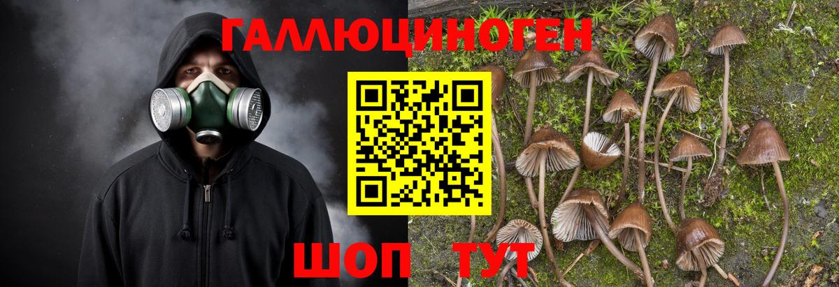 дарнет шоп  Вход с VPN  Богородск  Псилоцибиновые грибы Magic Shrooms  Псилоцибиновые грибы мицелий 